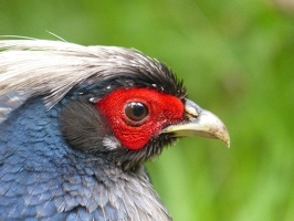 Kalij Pheasant